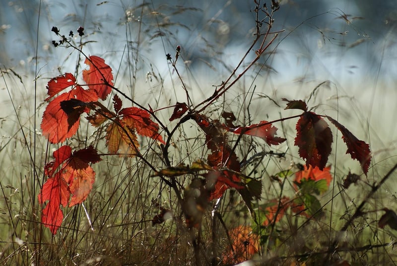 Whispering Glades