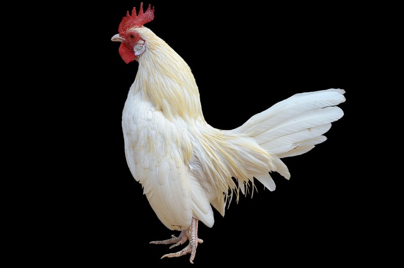 Majestic phoenix in flight