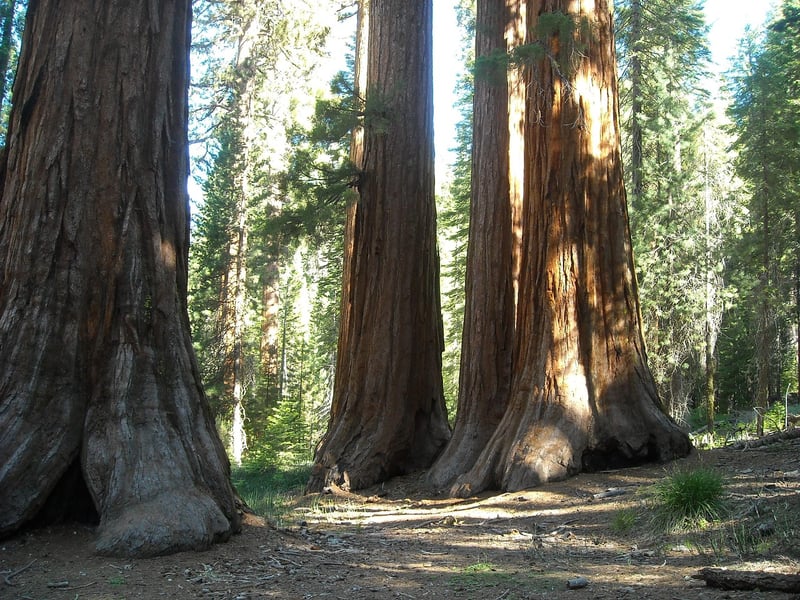 Sequoia